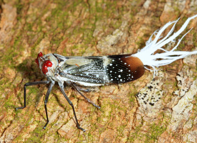 Guyana Planthoppers - Fulgoroidea