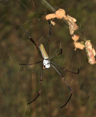 Golden Silk Spider - Trichonephila clavipes 