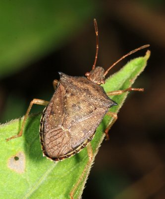 Guyana Stink Bugs - Pentatomidae