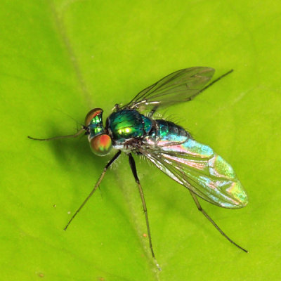 Long-legged Fly - Dolichopodidae - Condylostylus sp.