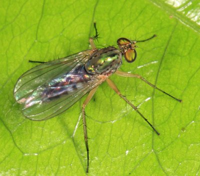 Long-legged Fly - Dolichopodidae