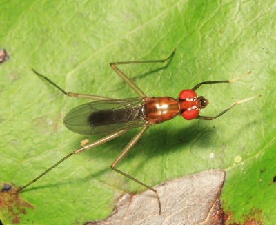 Stilt-legged Fly - Micropezidae