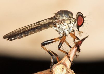 Ommatius sp. (female)