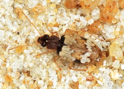 Carabidae - Tetragonoderus sp.