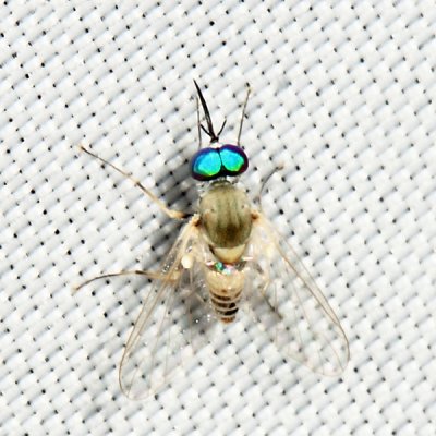 Bee Fly - Bombyliidae - Phthiriinae