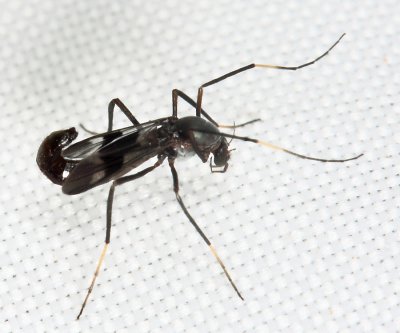 Midge - Chironomidae - Chironomini