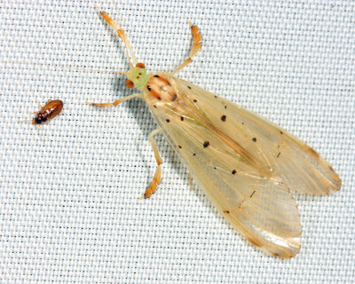 Caddisfly - Synoestropsis sp.