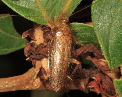 Ectobiidae  - Neoblattellini - Amazonina sp.?