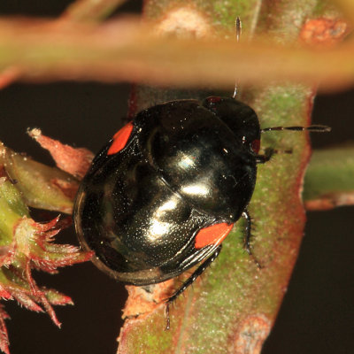 Ebony Bug - Thyreocoridae