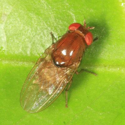 Lauxaniidae