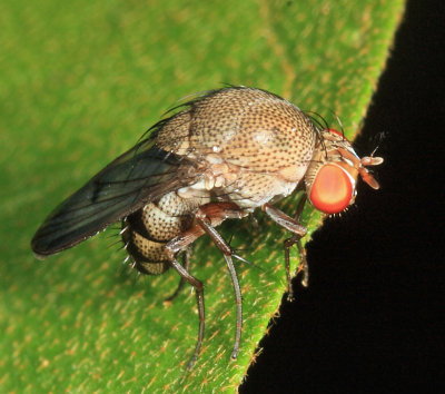 Curtonotidae - Curtonotum murinum species complex