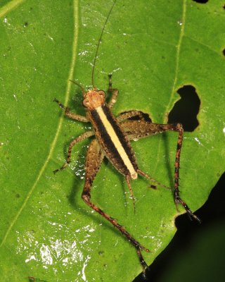 Eneoptera sp.