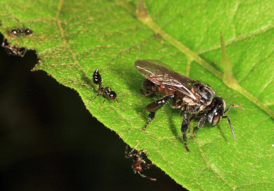 Stingless Bees - Tribe Meliponini - Trigona sp.
