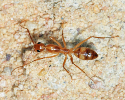 Camponotus substitutus and/or C. zonatus