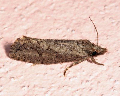 Acrolophus sp.