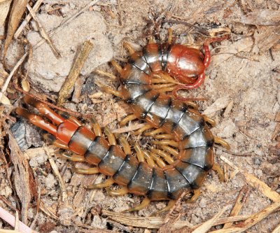 Guyana Centipedes & Millipedes