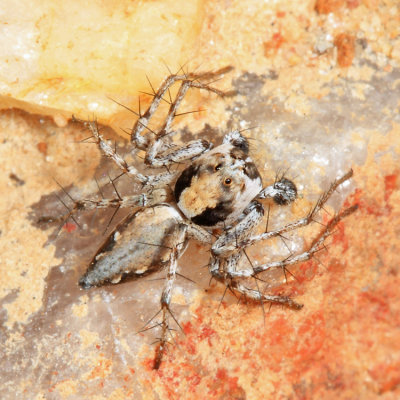Lynx Spider - Hamataliwa sp.