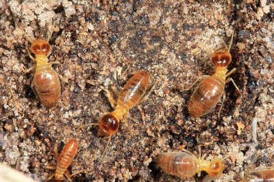 Guyana Termites