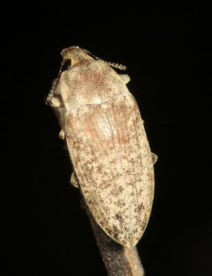 Tenebrionidae - Epitragini