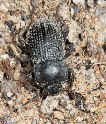 Darkling Beetle - Tenebrionidae
