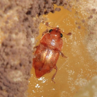 Sap-feeding Beetle - Nitidulidae - Epuraea (Haptoncus) sp.