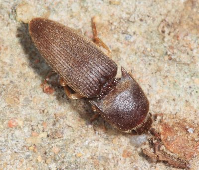 Click Beetle - Elateridae - Heteroderes sp. (falli?)