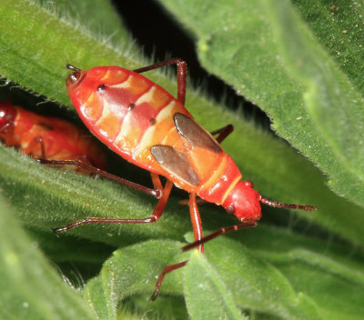 Dysdercus sp. (nymph)