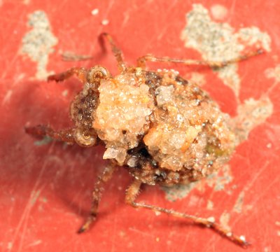 Toad Bug - Gelastocoris sp.