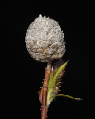 Willow Pinecone Gall - Rabdophaga strobiloides