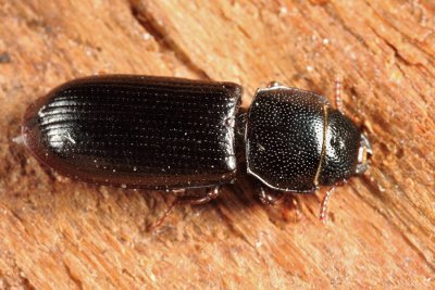 Tenebroides corticalis