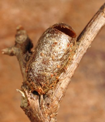Introduced Pine Sawfly - Diprion similis (cocoon)