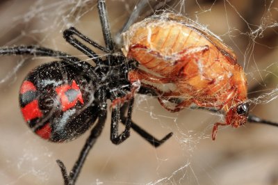 Guyana Cobweb Spiders