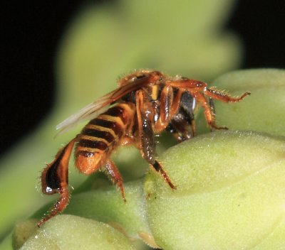 Stingless Bees - Tribe Meliponini - Tetragona clavipes