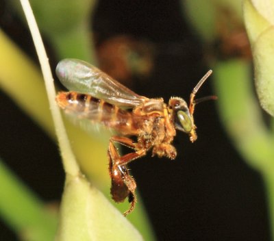 Stingless Bees - Tribe Meliponini - Tetragona clavipes