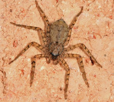 Wall Crab Spider (Flattie) - Selenopidae - Selenops sp.