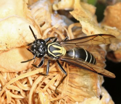 Polybia liliacea