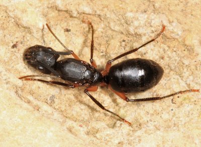 Camponotus renggeri