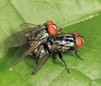 Flesh Flies - Sarcophagidae