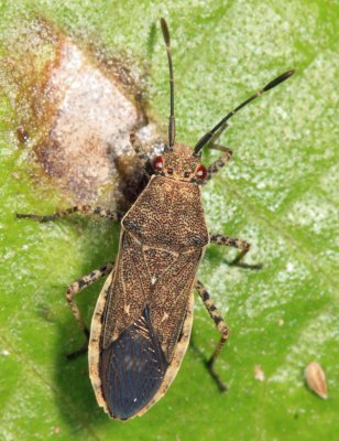 Catorhintha guttula