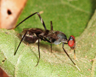 Stilt-legged Fly - Micropezidae