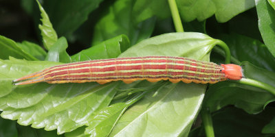 Guyana Caterpillars
