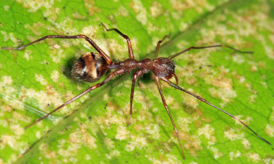 Myrmecium sp.