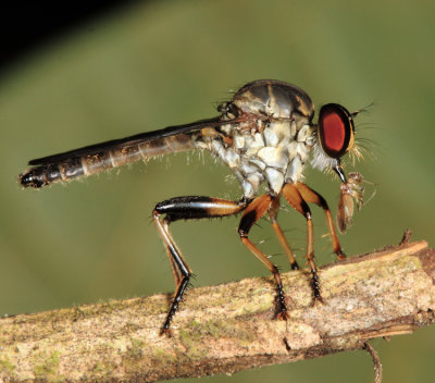 Ommatius sp. (male)