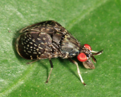 Lauxaniidae - Baliopteridion sp.