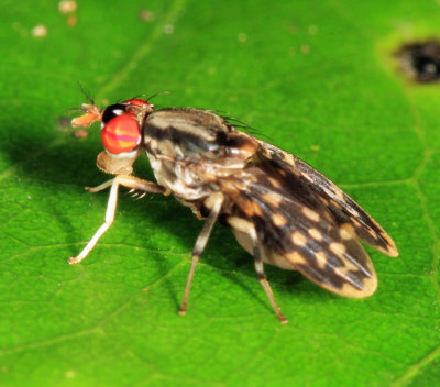Lauxaniidae - Baliopteridion sp.