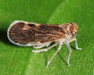 Cixiidae - Pintalia sp.