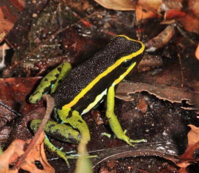 Three-striped Poison Dart Frog - Ameerega trivittata