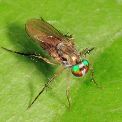 Long-legged Fly - Dolichopodidae - Paraclius sp.