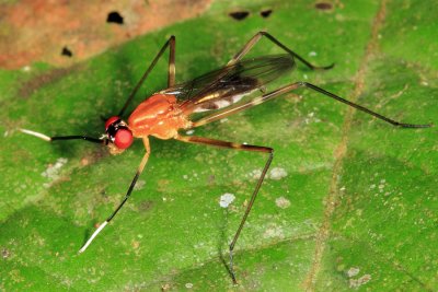 Stilt-legged Fly - Micropezidae