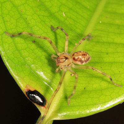 Sparassidae